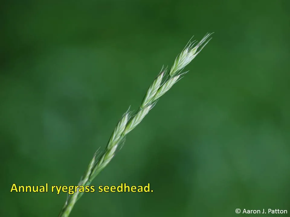 annual ryegrass