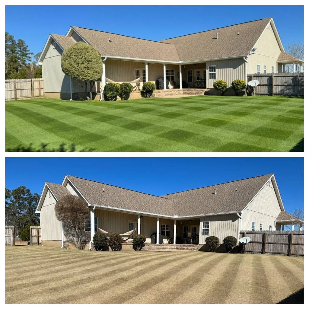 annual ryegrass overseeding Bermuda lawn