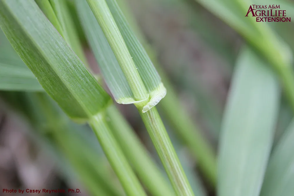 annual ryegrass vs perennial ryegrass