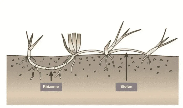 bermuda grass rhizomes