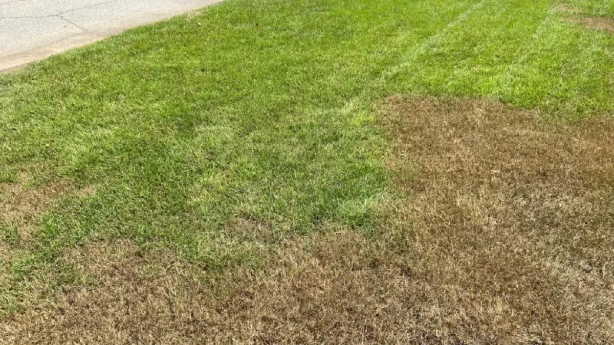 bermuda grass root injury