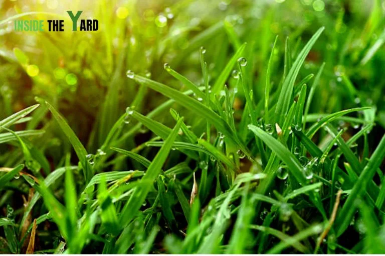 Bermuda grass shade damage