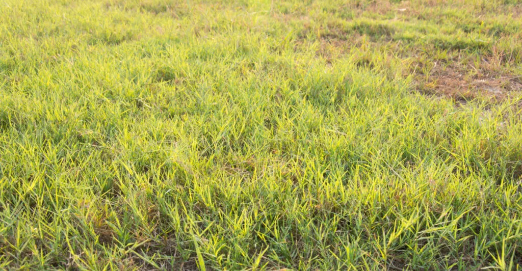 bermuda grass spring transition failure