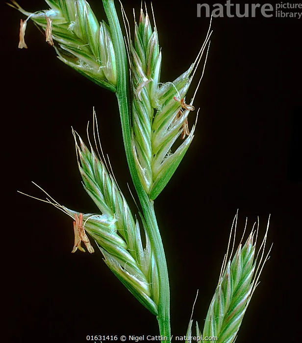 Bunch-type growth habit