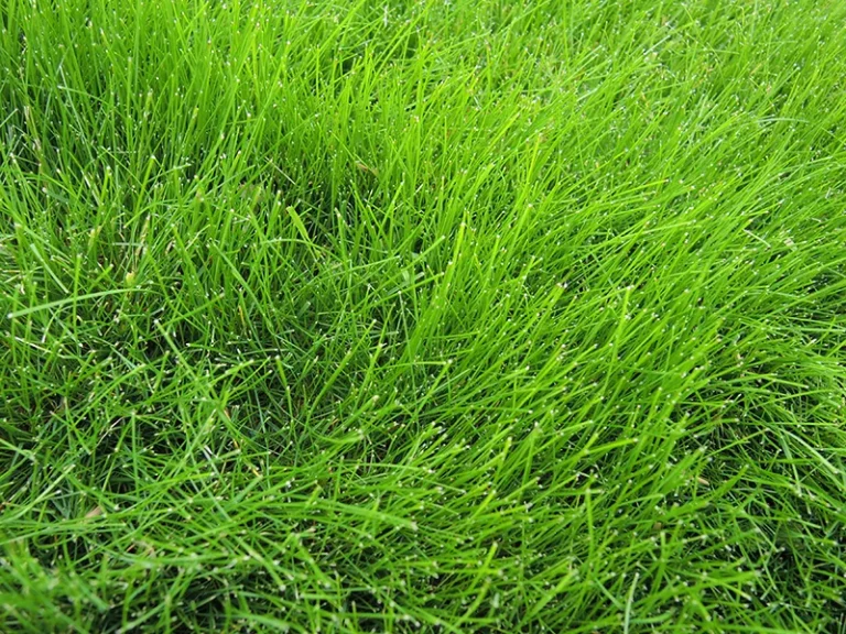 can fine fescue tolerate full sun