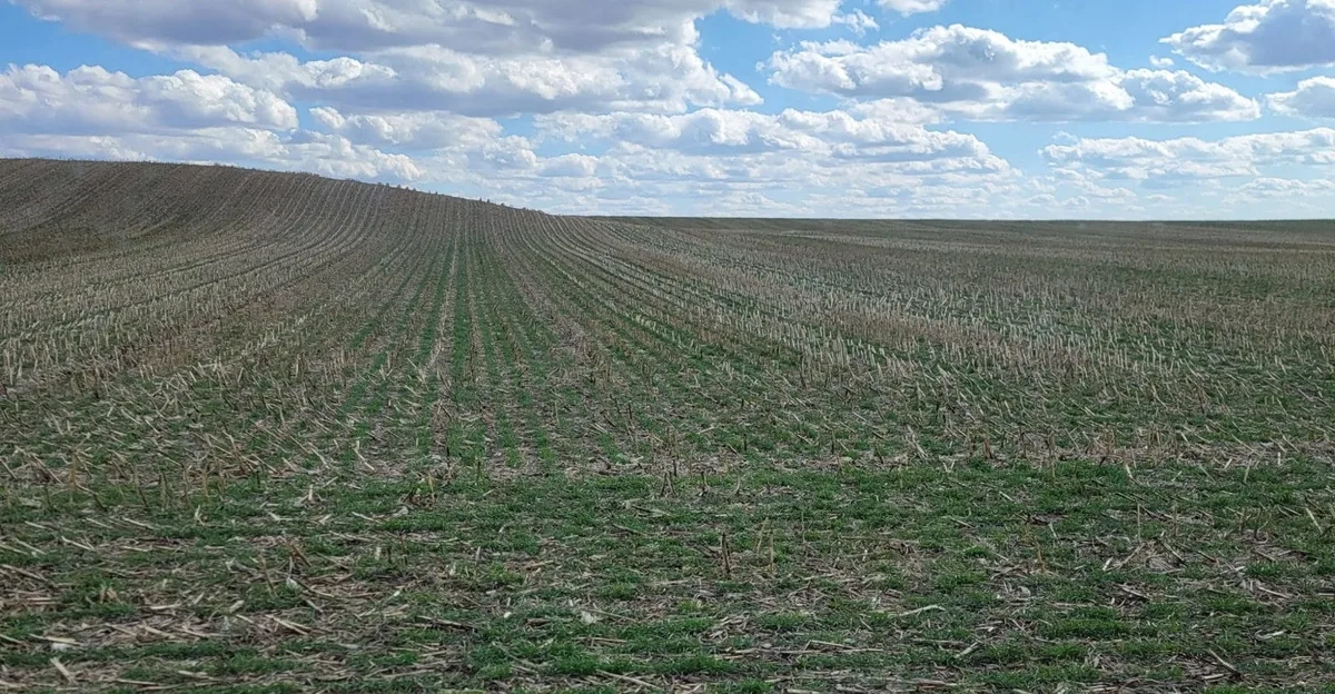 cereal rye sandy slope