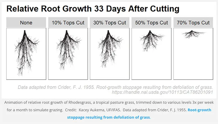 Fescue grass root comparison