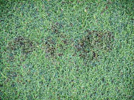 Fine fescue fungal disease overwatering