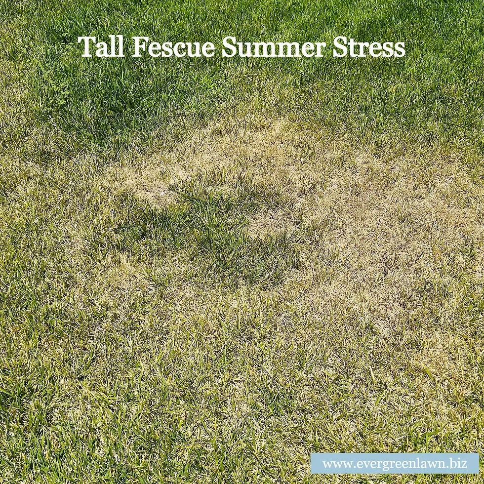 fine fescue heat stress symptoms