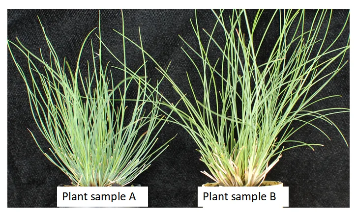 fine fescue identification features