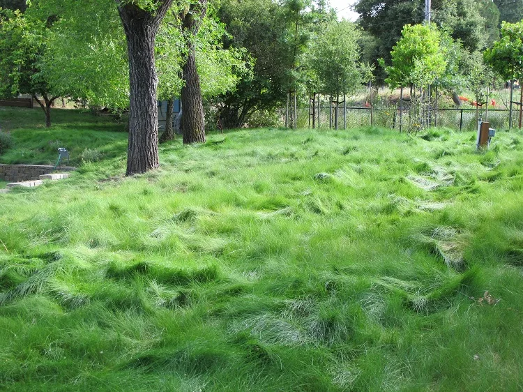 fine fescue lawn