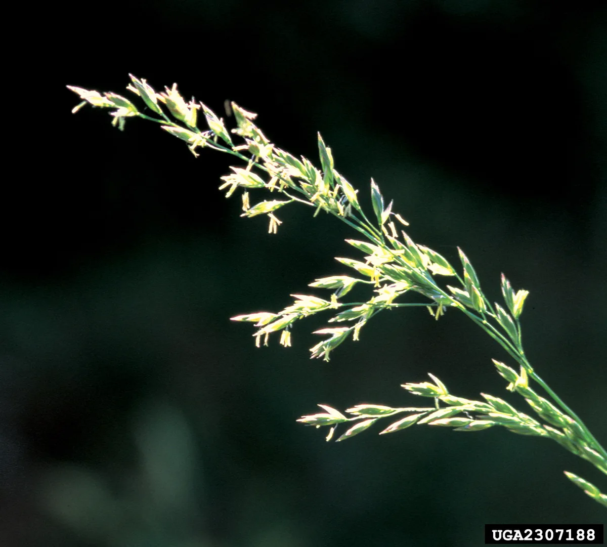 fine fescue seed head