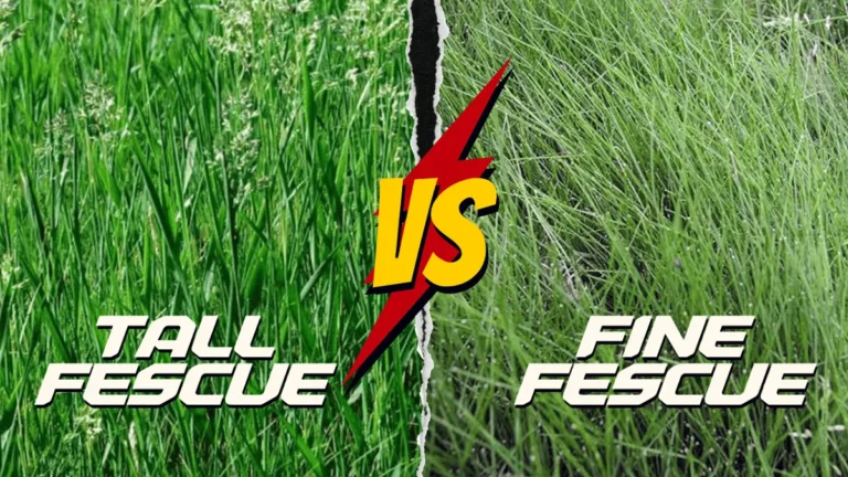 Is Fine Fescue and Tall Fescue the Same Thing
