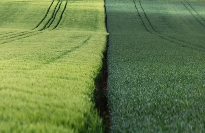 fine fescue vs tall fescue comparison