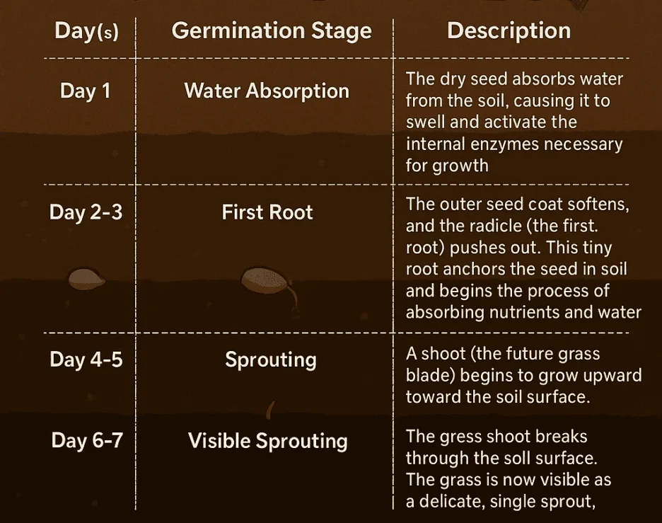 germination time