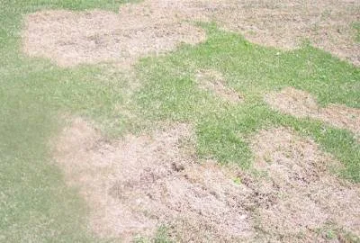 glyphosate spot spray dormant bermuda