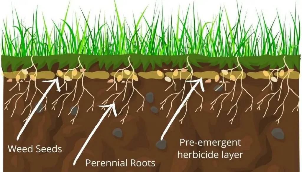herbicide root uptake diagram