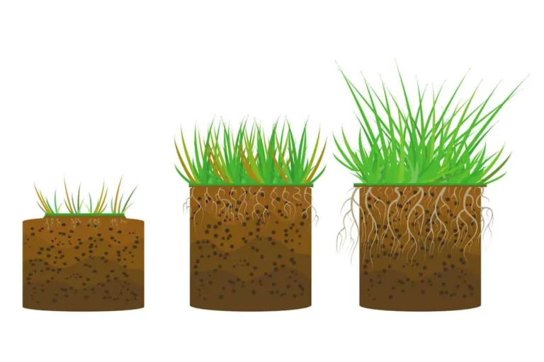 how deep do bermuda grass roots grow​