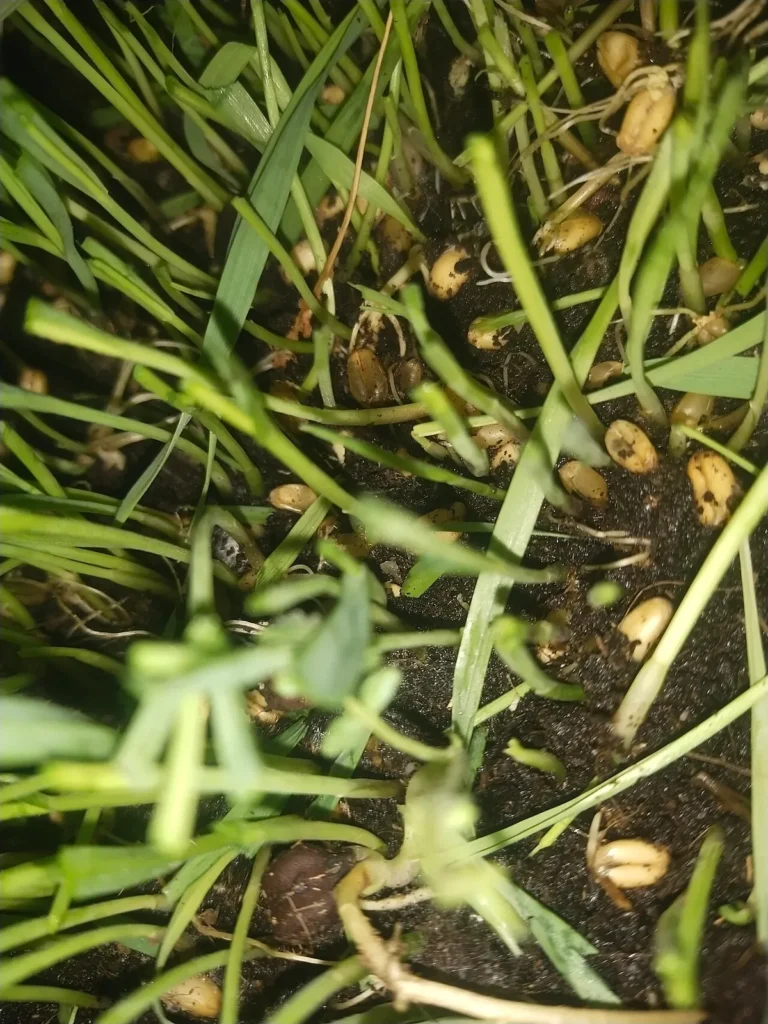 how long for lawn to grow from seed