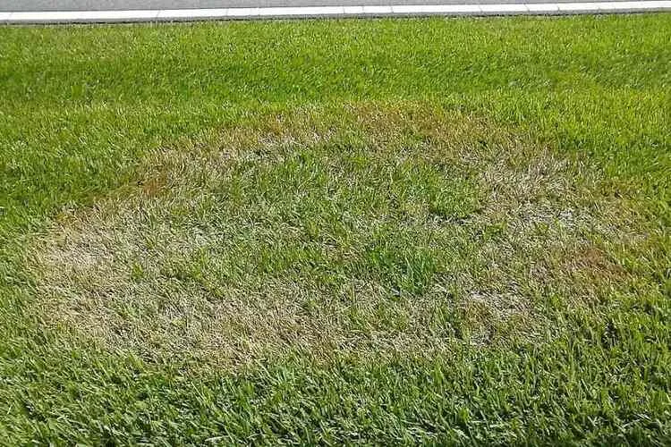 How Much Sun Does Bermuda Grass Need