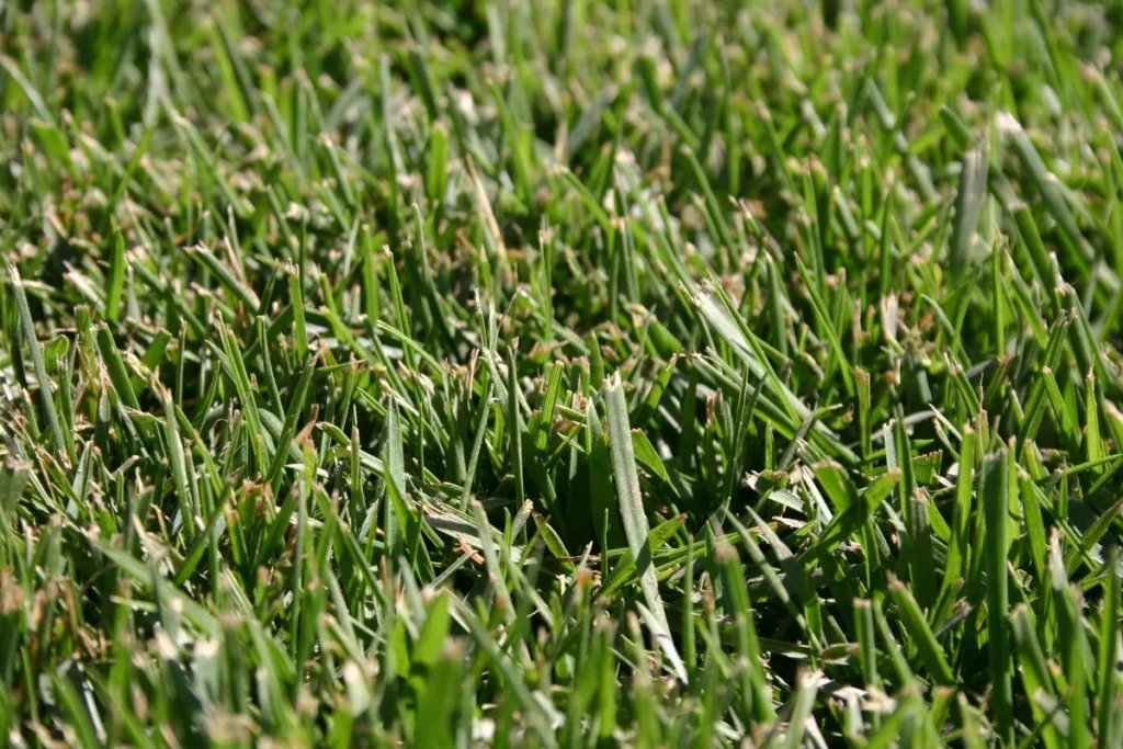 How Often to Water Fine Fescue