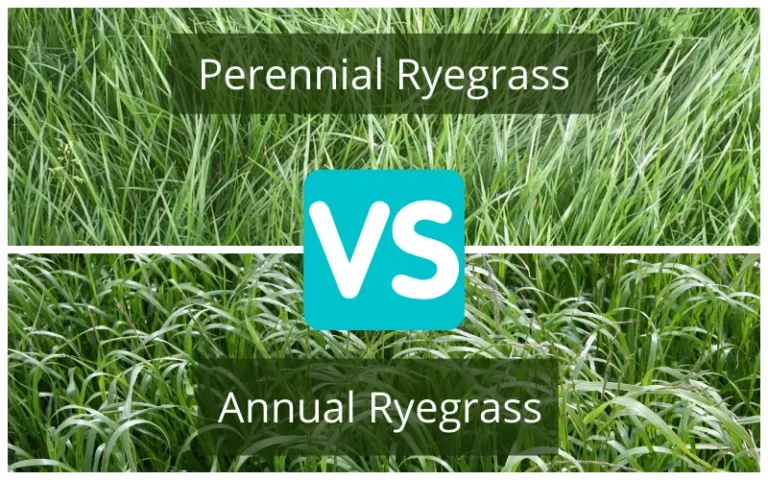 How to Get Rid of Rye Grass in Lawn