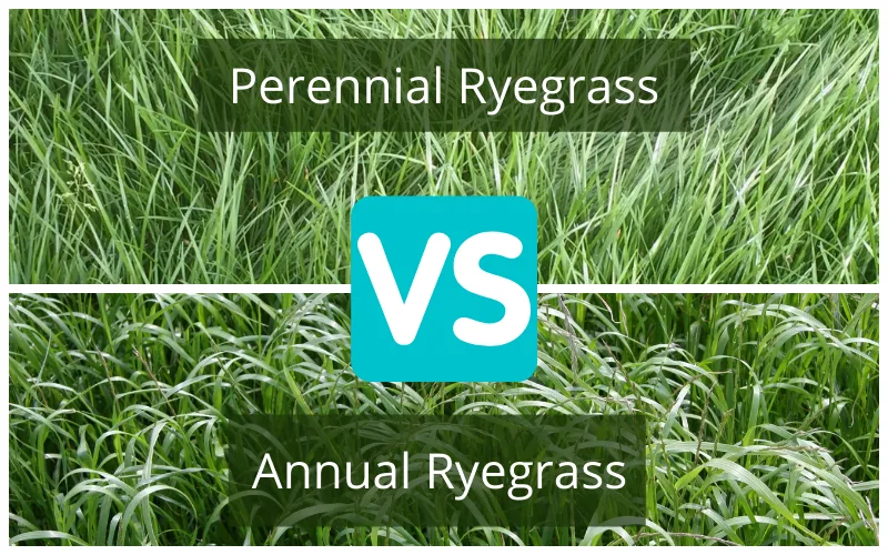 how to get rid of rye grass in lawn