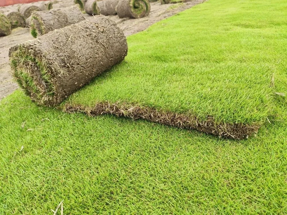 how to plant bermuda grass sprigs