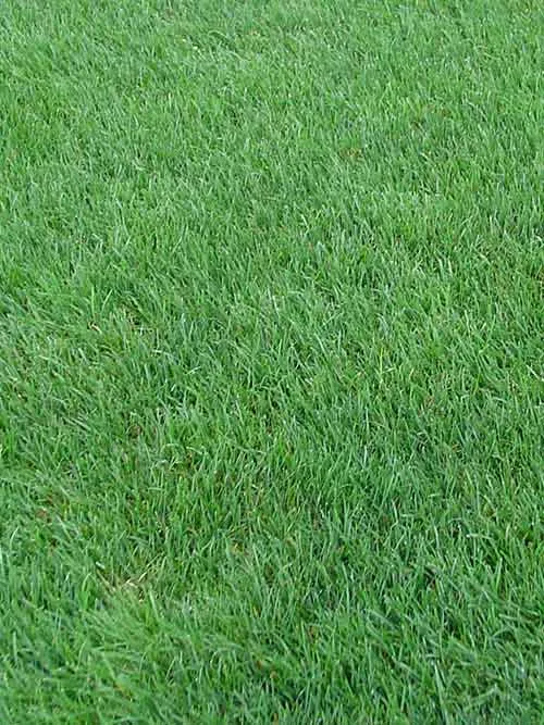 is perennial ryegrass good for lawns​