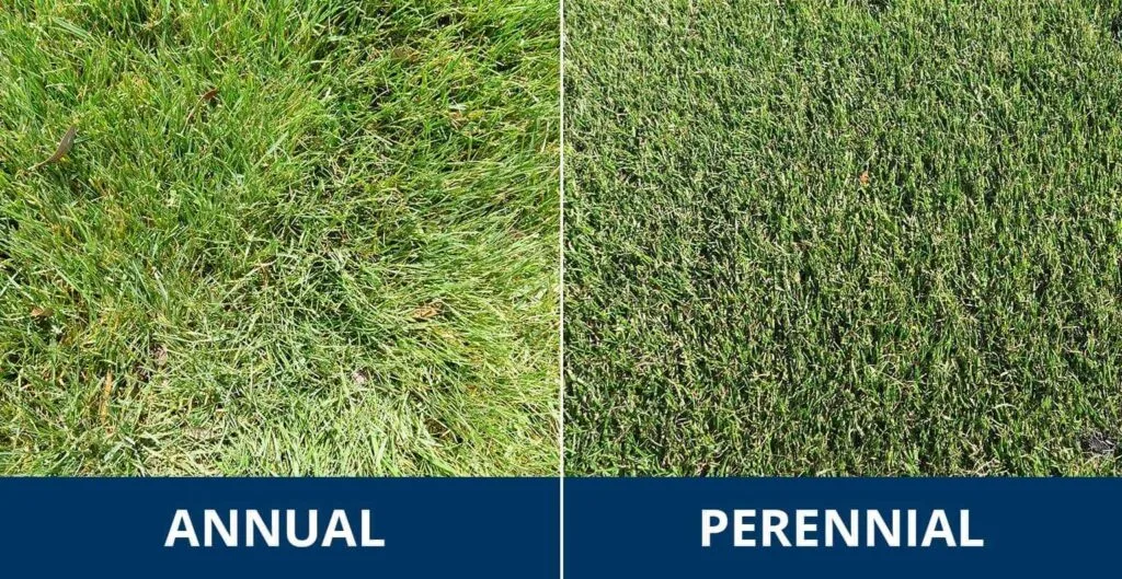 is rye grass a perennial or annual