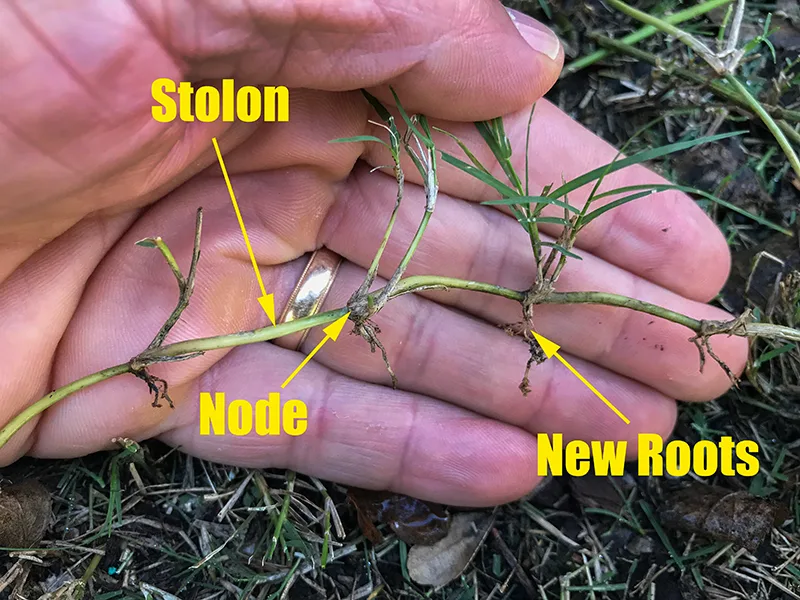 Mature root depth range