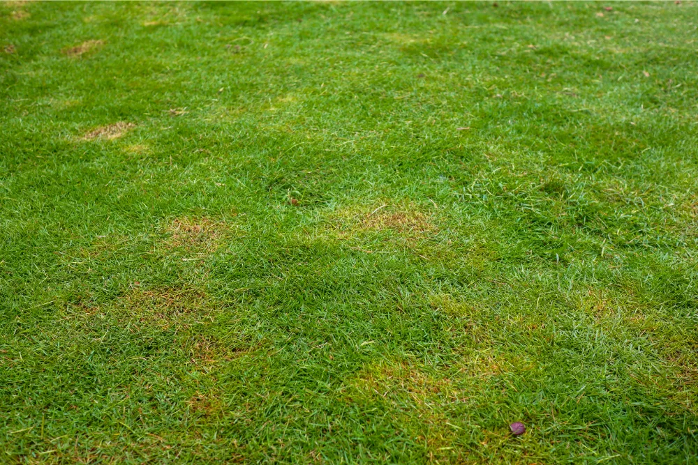 patchy ryegrass germination sand