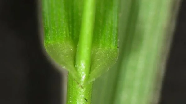 perennial ryegrass auricles and ligule