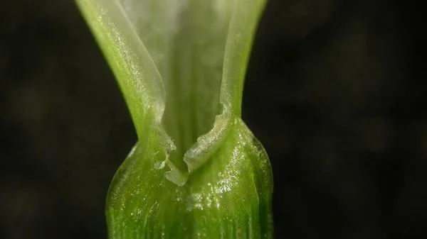 What Does Perennial Ryegrass Look Like