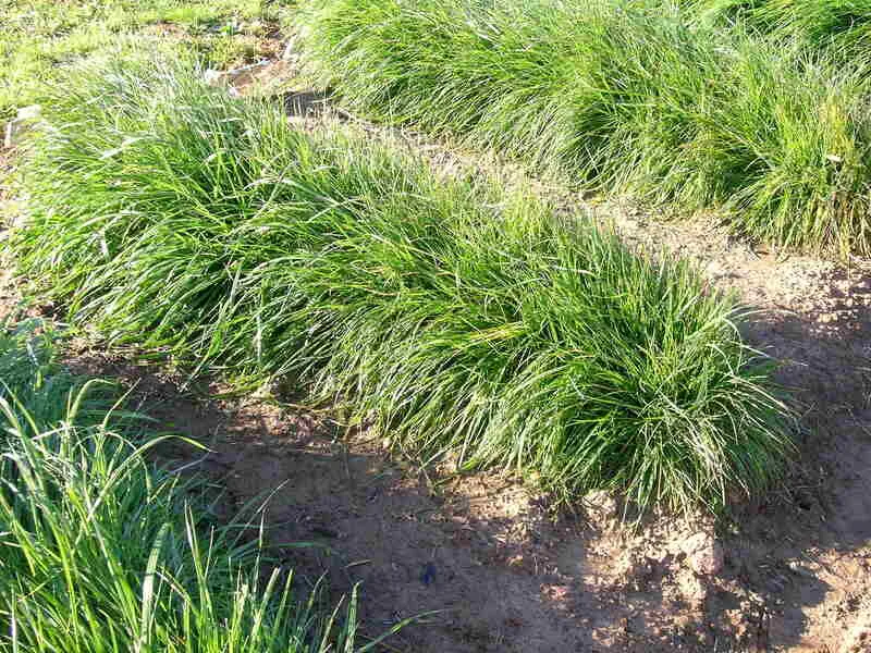 perennial ryegrass growth habit bunch-type
