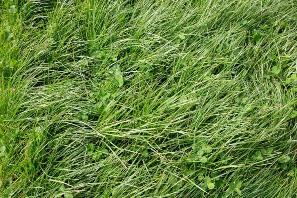 Will Rye Grass Grow in Sandy Soil