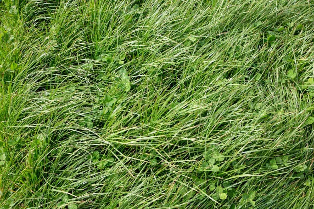 perennial ryegrass sandy lawn