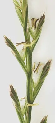 perennial ryegrass spike seed head
