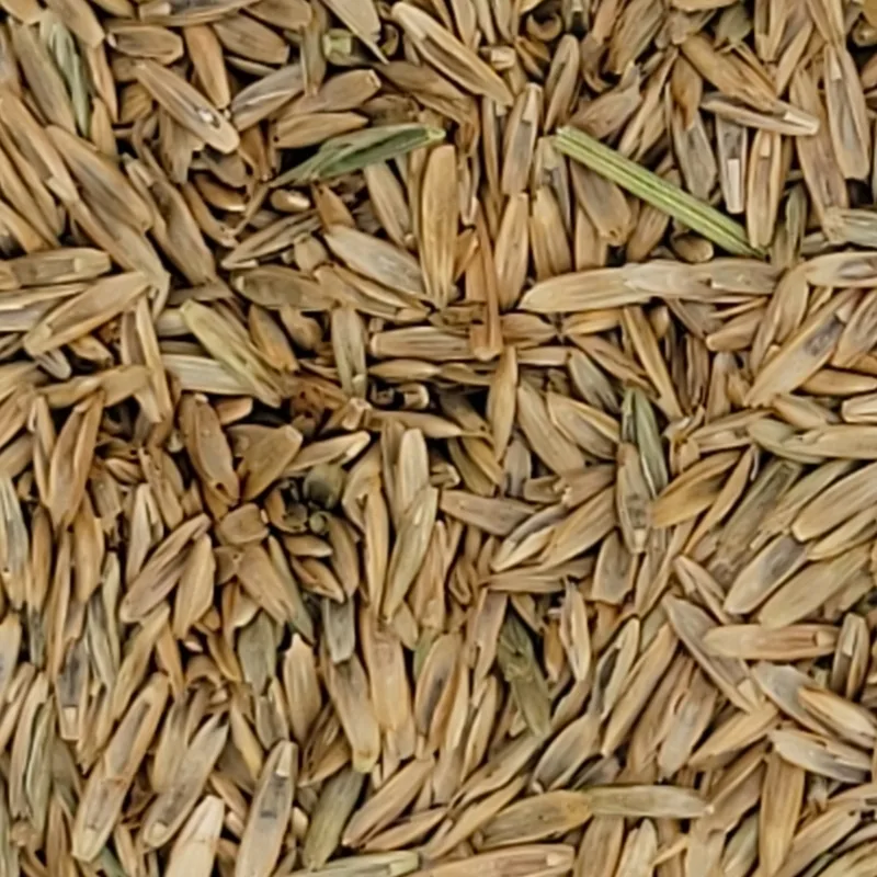 Quick-germinating lawn seed