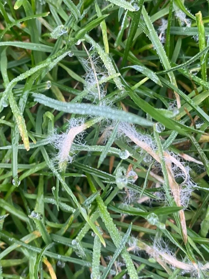 ryegrass dollar spot fungus
