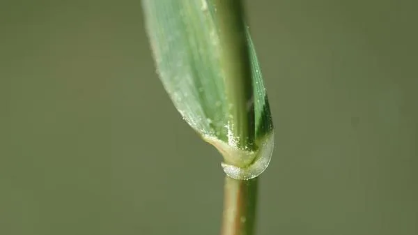 ryegrass leaf auricle close-up