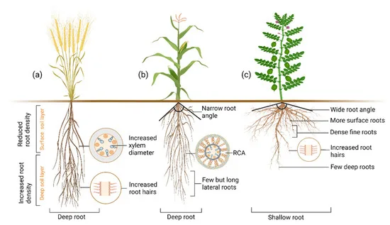 ryegrass shallow root system