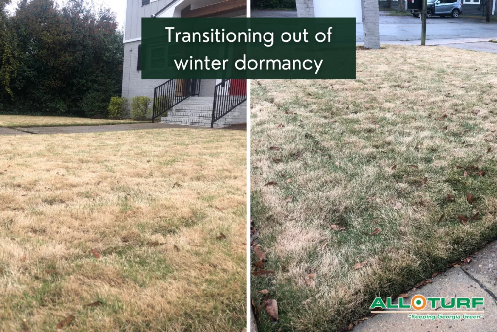 Scalping (mowing too low) damage