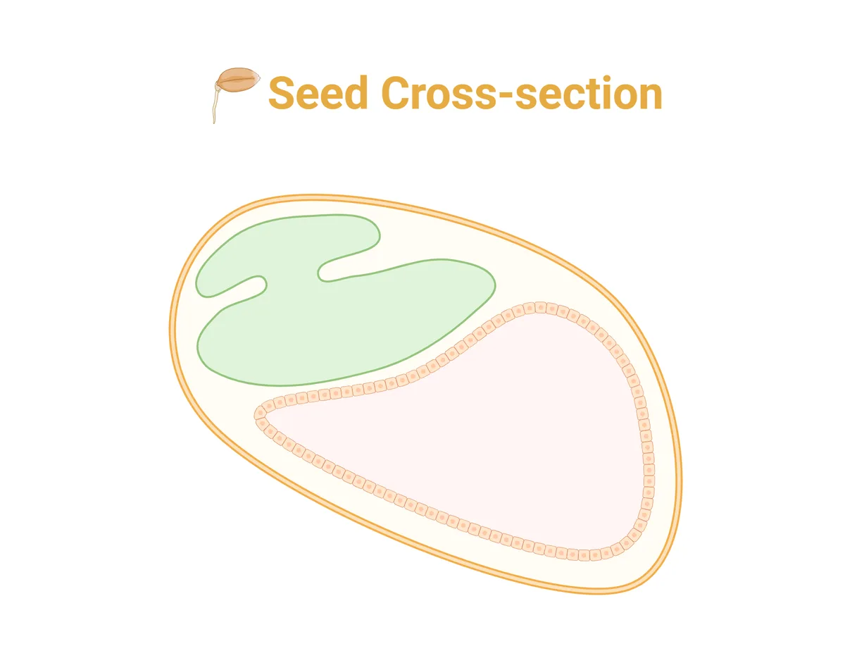 seed hull dormancy