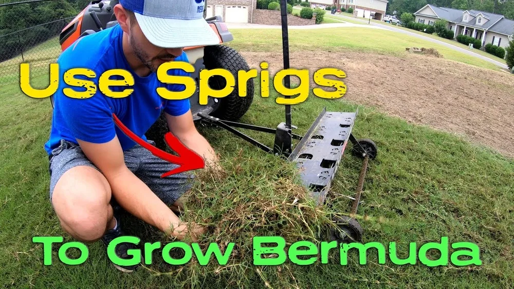 sprigging step by step