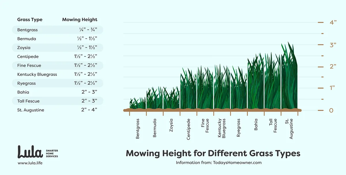 tall fescue mowing height seasonal comparison