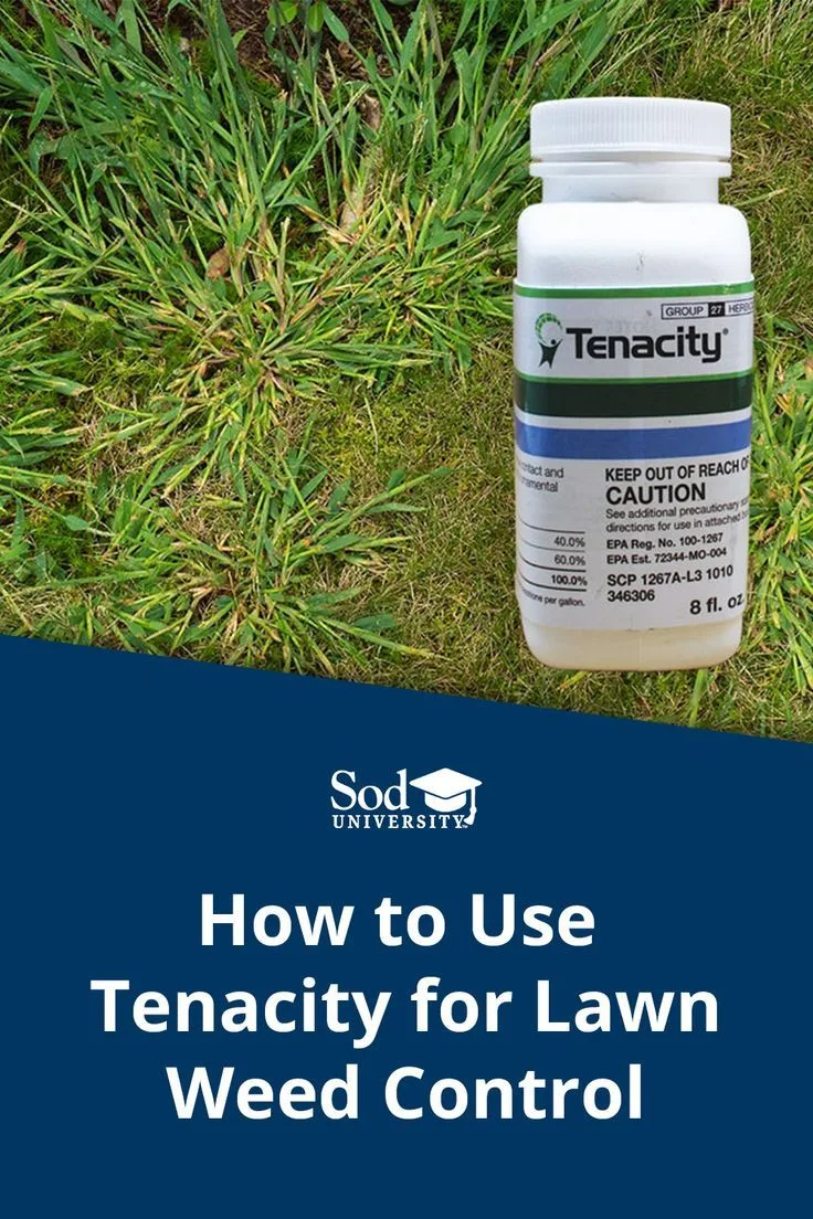 Tenacity herbicide on fescue lawn