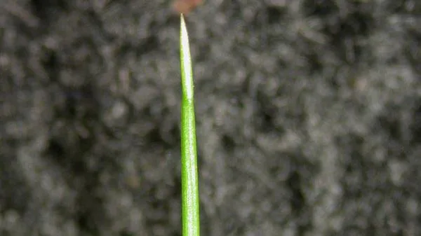 what does fine fescue grass look like