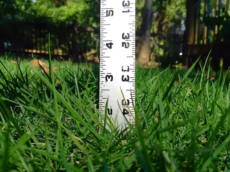 what height to cut tall fescue