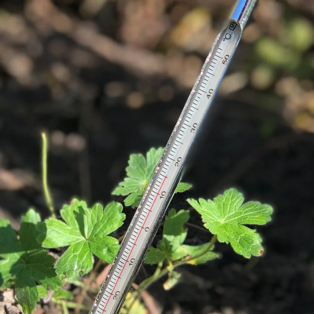 when to apply pre emergent for bermuda grass